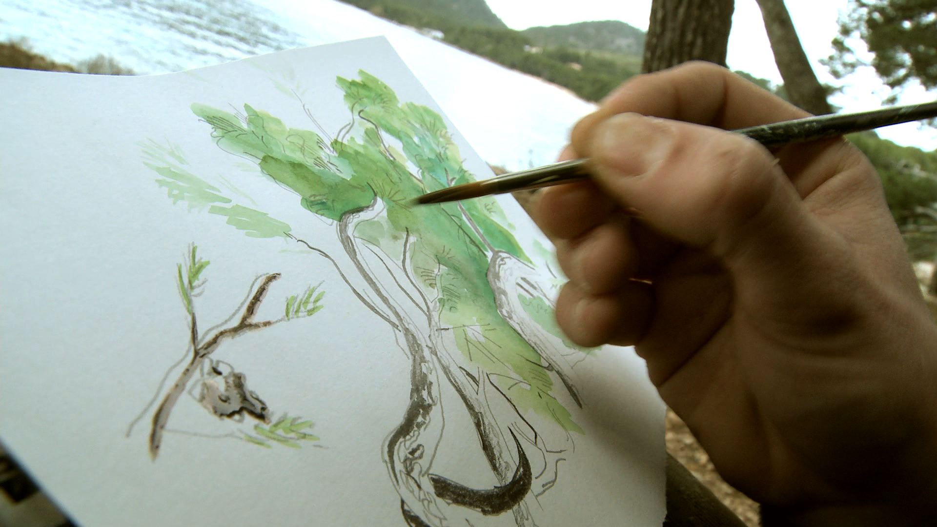 L’arbre i un poema. El pi de Formentor